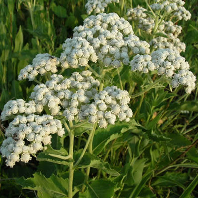 Parthenium integrifolium