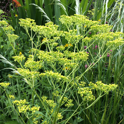 Patrinia punctiflora