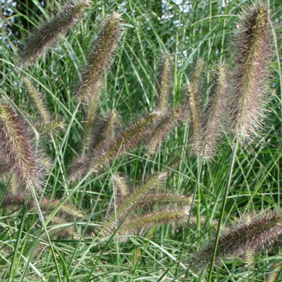 Pennisetum alopecuroides f. viridescens