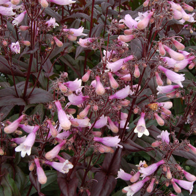 Penstemon 'Dark Towers'