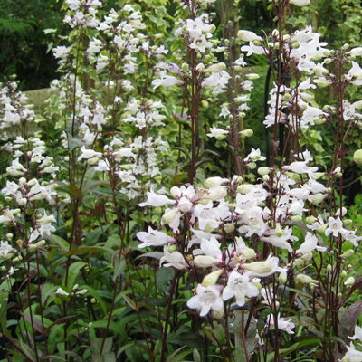 Penstemon digitalis 'Husker red'