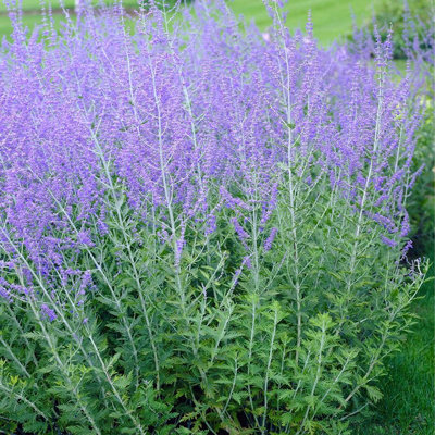 Perovskia atriplicifolia 'Little Spire'
