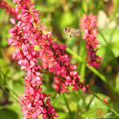 Persicaria amplexicaulis 'Speciosa'