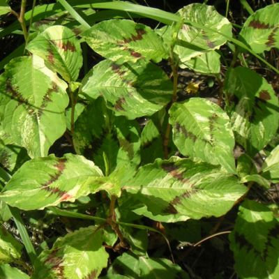 Persicaria virginiana 'Painter's Palette'