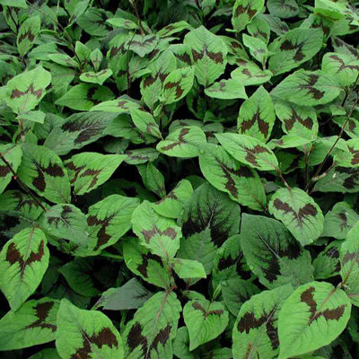 Persicaria virginiana 'Filiformis'