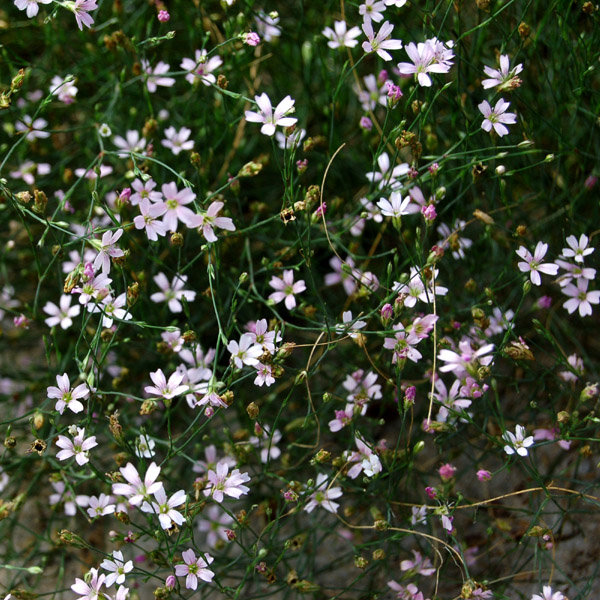 Petrorhagia saxifraga