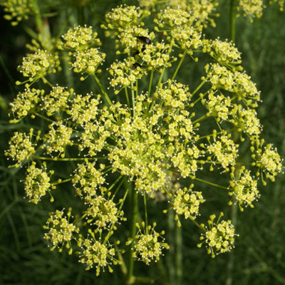 Peucedanum officinale