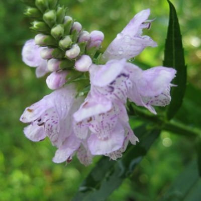 Physostegia virginiana 'Rose queen'