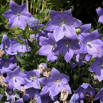 Platycodon grandiflorus 'Mariesii'