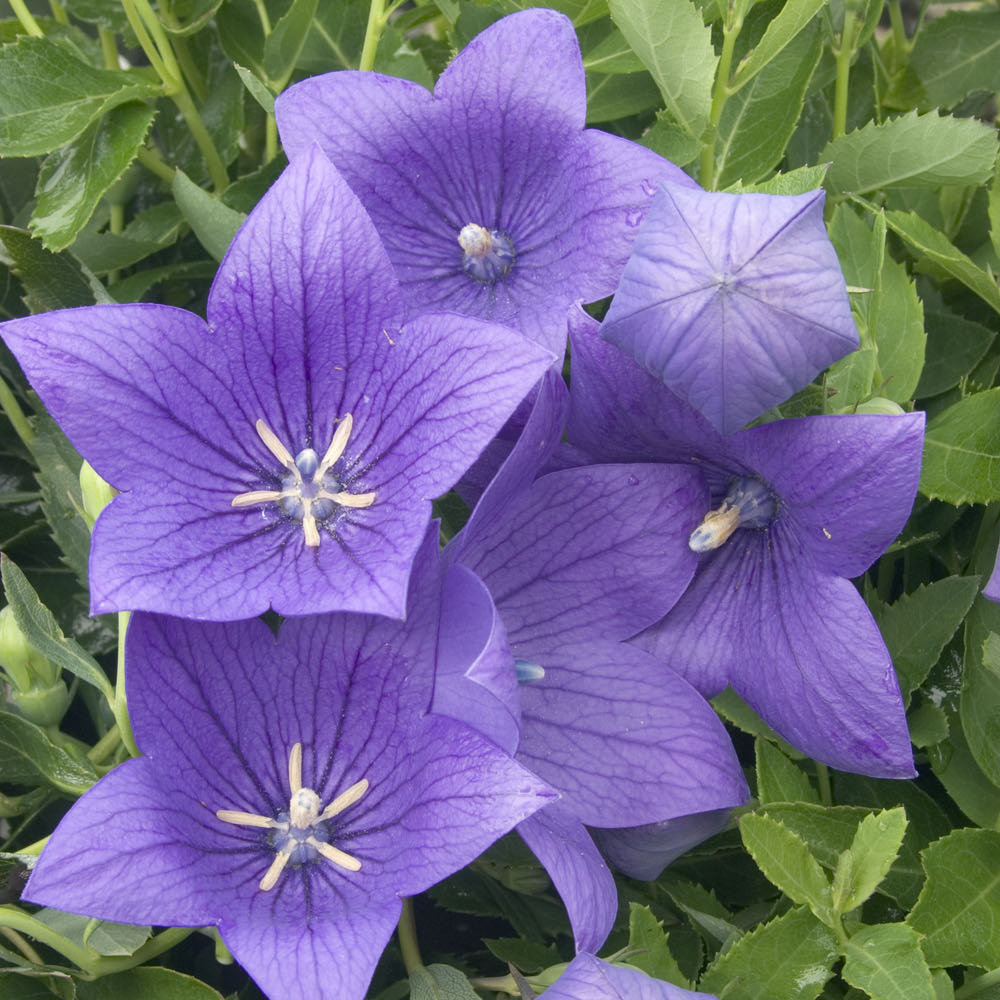 platycodon zwerg Platycodon grandiflorus 'Zwerg'