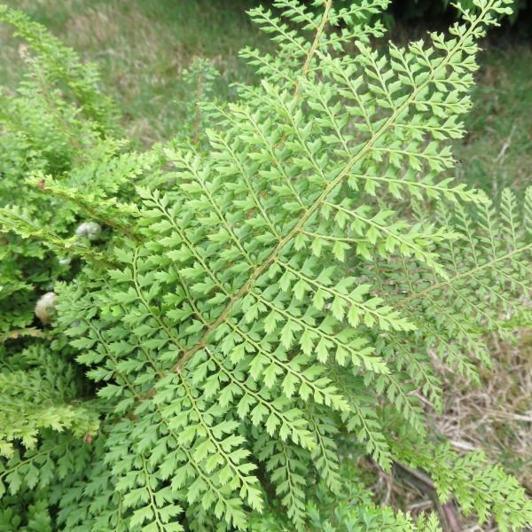 Polystichum setiferum 'Plumosum densum'