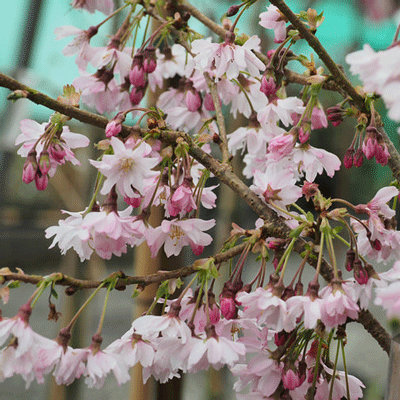 Prunus subhirtella 'Autumnalis'