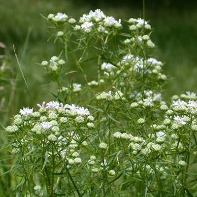 Pycnanthemum tenuifolium