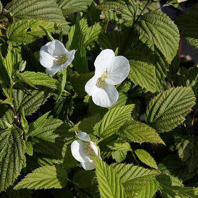 Rodothypos scandens