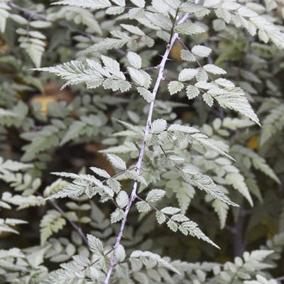 Rubus thibetanus