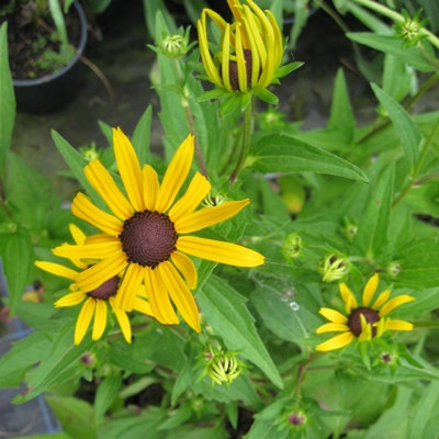 Rudbeckia fulgida 'Goldsturm'