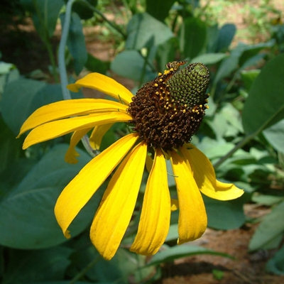 Rudbeckia maxima