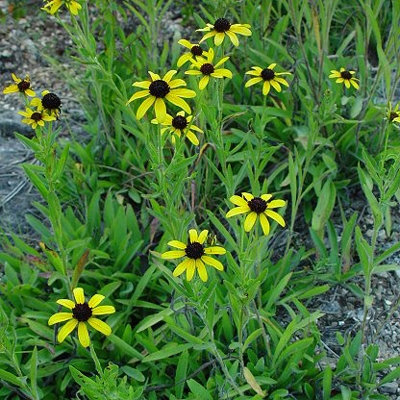 Rudbeckia missouriensis