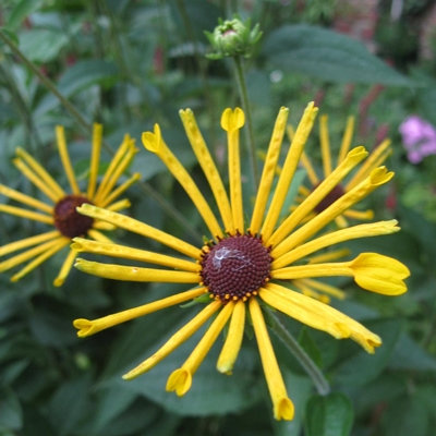 Rudbeckia subtomentosa 'Henry Eilers'