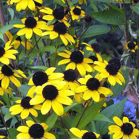 Rudbeckia triloba 'Blackjack Gold'