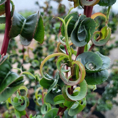Salix babylonica 'Crispa'