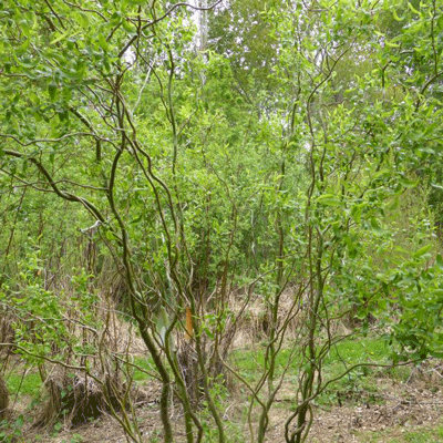 Salix matsudana 'Tortuosa'