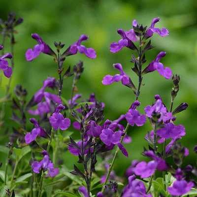 Salvia greggii 'Mirage Deep Purple'