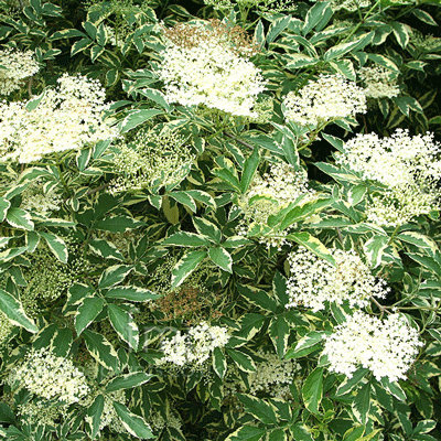 Sambucus nigra 'Variegata'