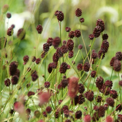 Sanguisorba officinalis 'Chocolate Tip'