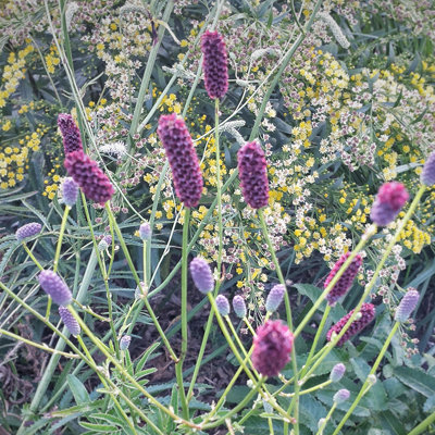 Sanguisorba tenuifolia var. purpurea