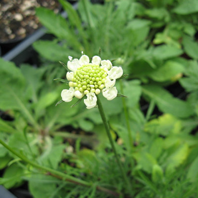 Scabiosa ochroleuca 'Moondance'
