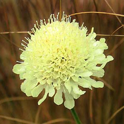 Scabiosa ochroleuca