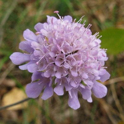 Scabiosa triandra