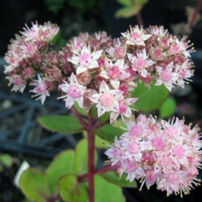 Sedum 'Matrona'