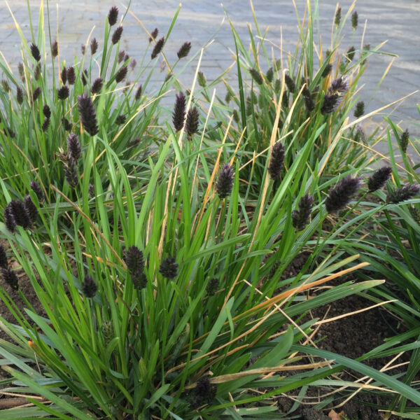 Sesleria heufleriana