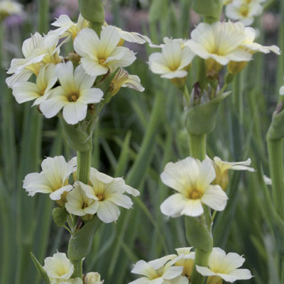 Sisyrinchium striatum