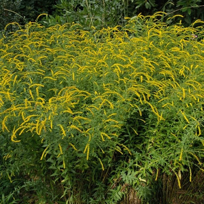 Solidago rugosa 'Fireworks'