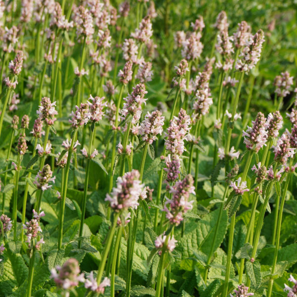 Stachys monieri 'Rosea'