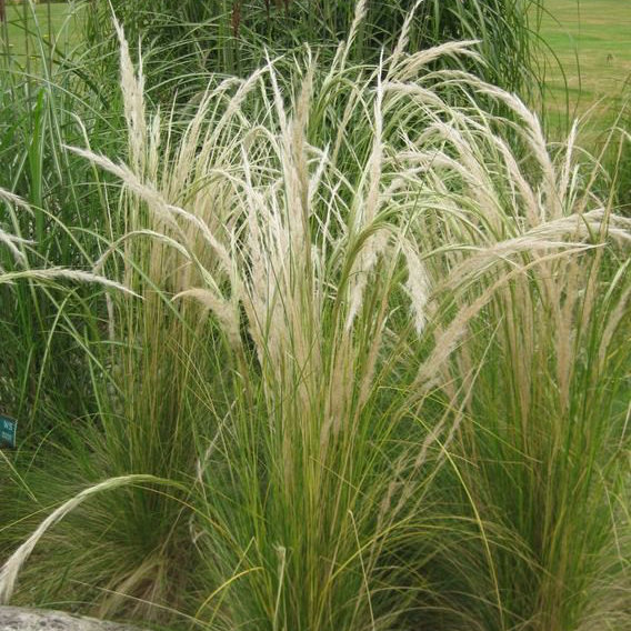 Stipa ichu