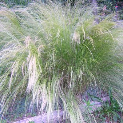 Stipa tenuissima