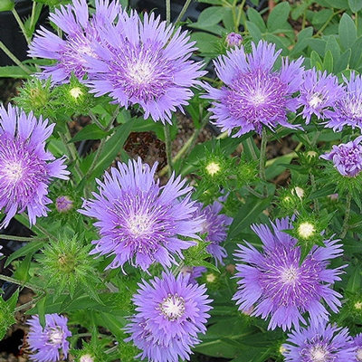 Stokesia laevis