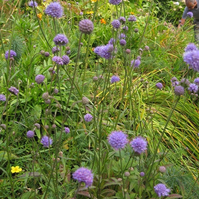 Succisa pratensis