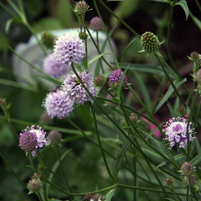 Succisella inflexa 'Frosted Pearls'