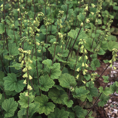 Tellima grandiflora