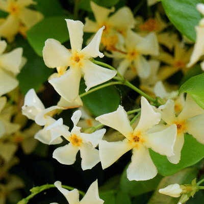Trachelospermum 'Star of Tuscany'
