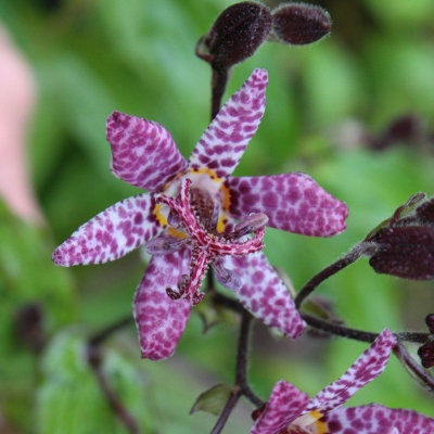 Tricyrtis stolonifera 'Dark Beauty'