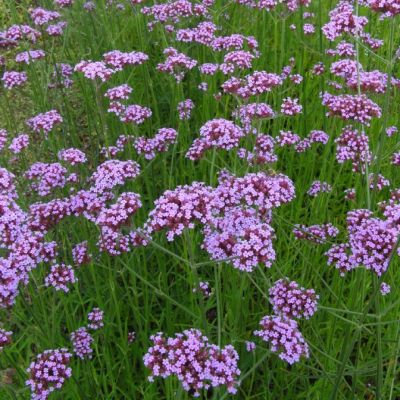 Verbena bonariensis