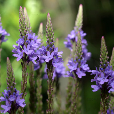 Verbena hastata 'Blue Spires'