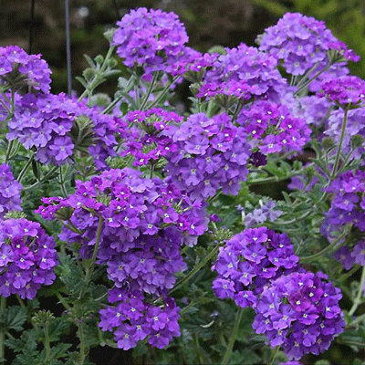 Verbena tenuisecta