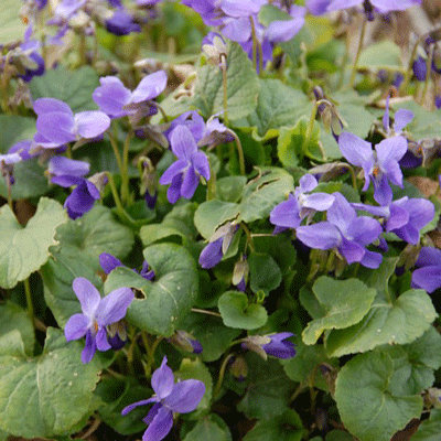 Viola odorata 'Konigin Charlotte'
